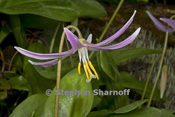 erythronium revolutum 7 graphic